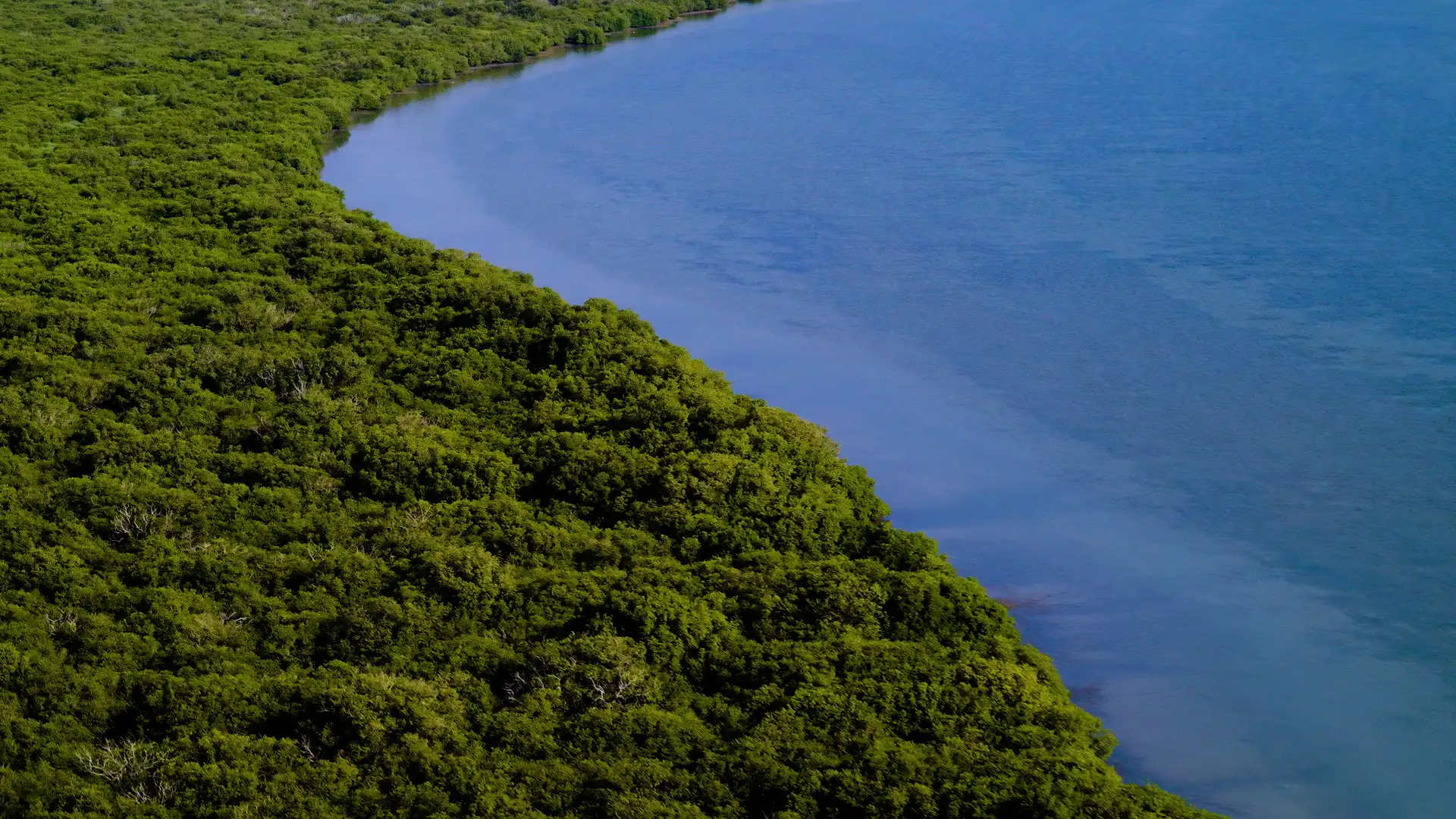 Mangroves